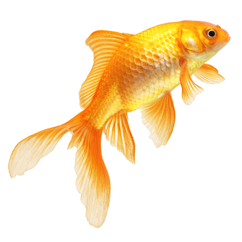 Download Real Fish Transparent HQ PNG Image