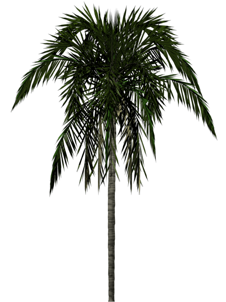 Palm Tree PNG Images, Download 12000+ Palm Tree PNG Resources with