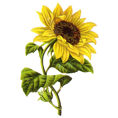 ᐅ143+ Sunflower Png With Transparent Background for Free