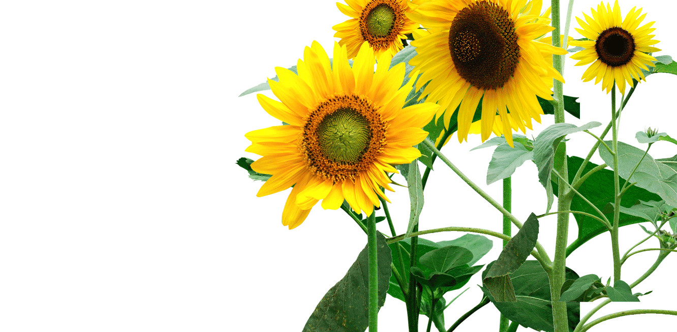 ᐅ143+ Sunflower Png With Transparent Background for Free